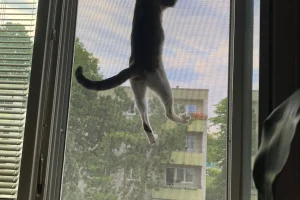 Kedi sineklik